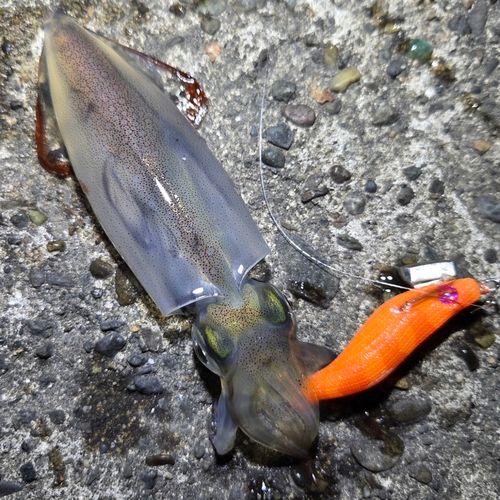 ケンサキイカの釣果