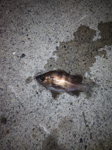 メバルの釣果