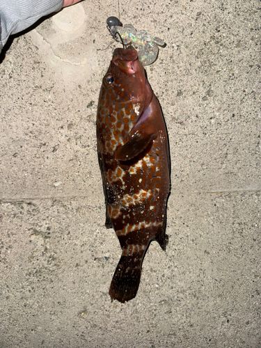キジハタの釣果