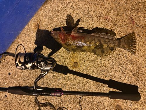 クロソイの釣果