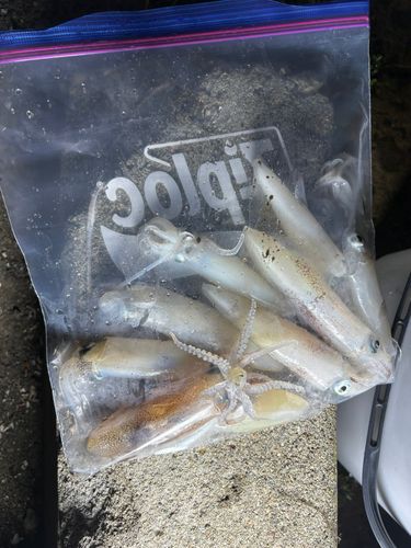 ヒイカの釣果