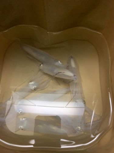 マメイカの釣果