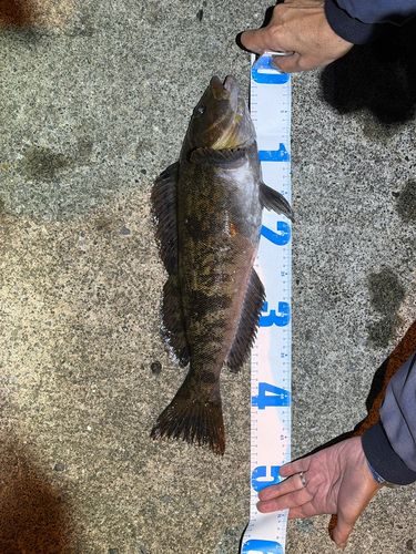 アイナメの釣果