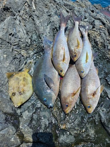 イサキの釣果