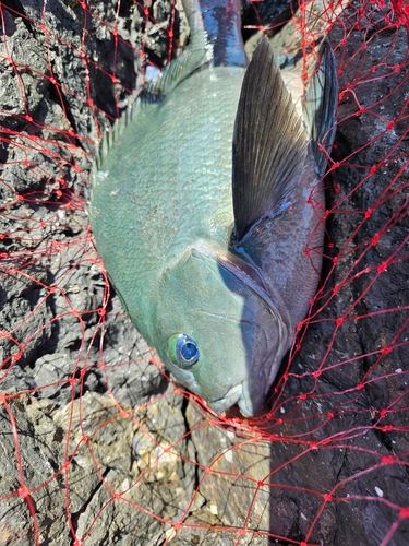 クチブトグレの釣果
