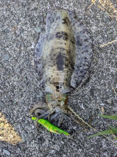 アオリイカの釣果