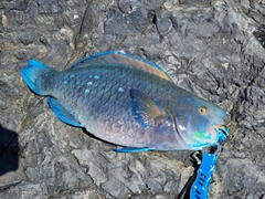 アオブダイの釣果