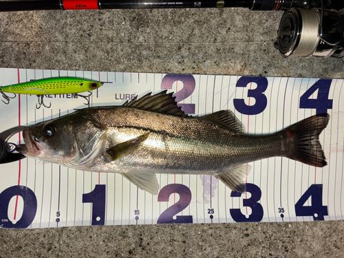 シーバスの釣果