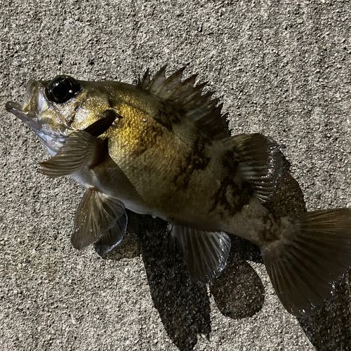 メバルの釣果