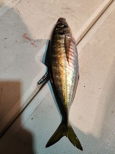 ヤリイカの釣果