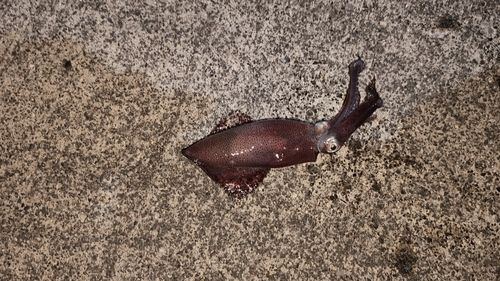 イカの釣果
