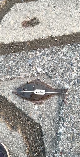 マガレイの釣果