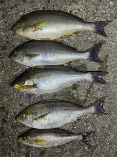 イサキの釣果