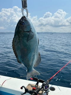 イサキの釣果