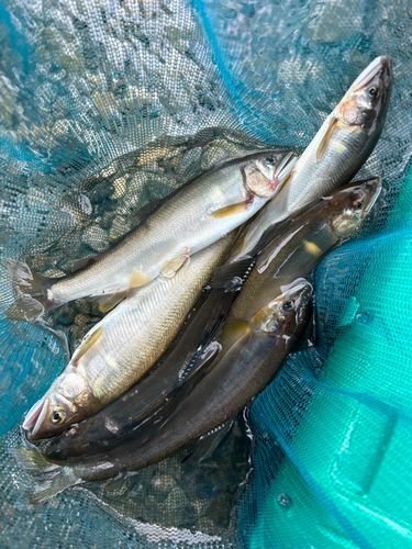 アユの釣果