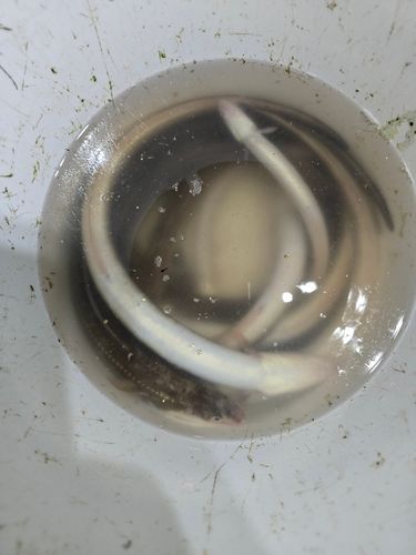 アナゴの釣果
