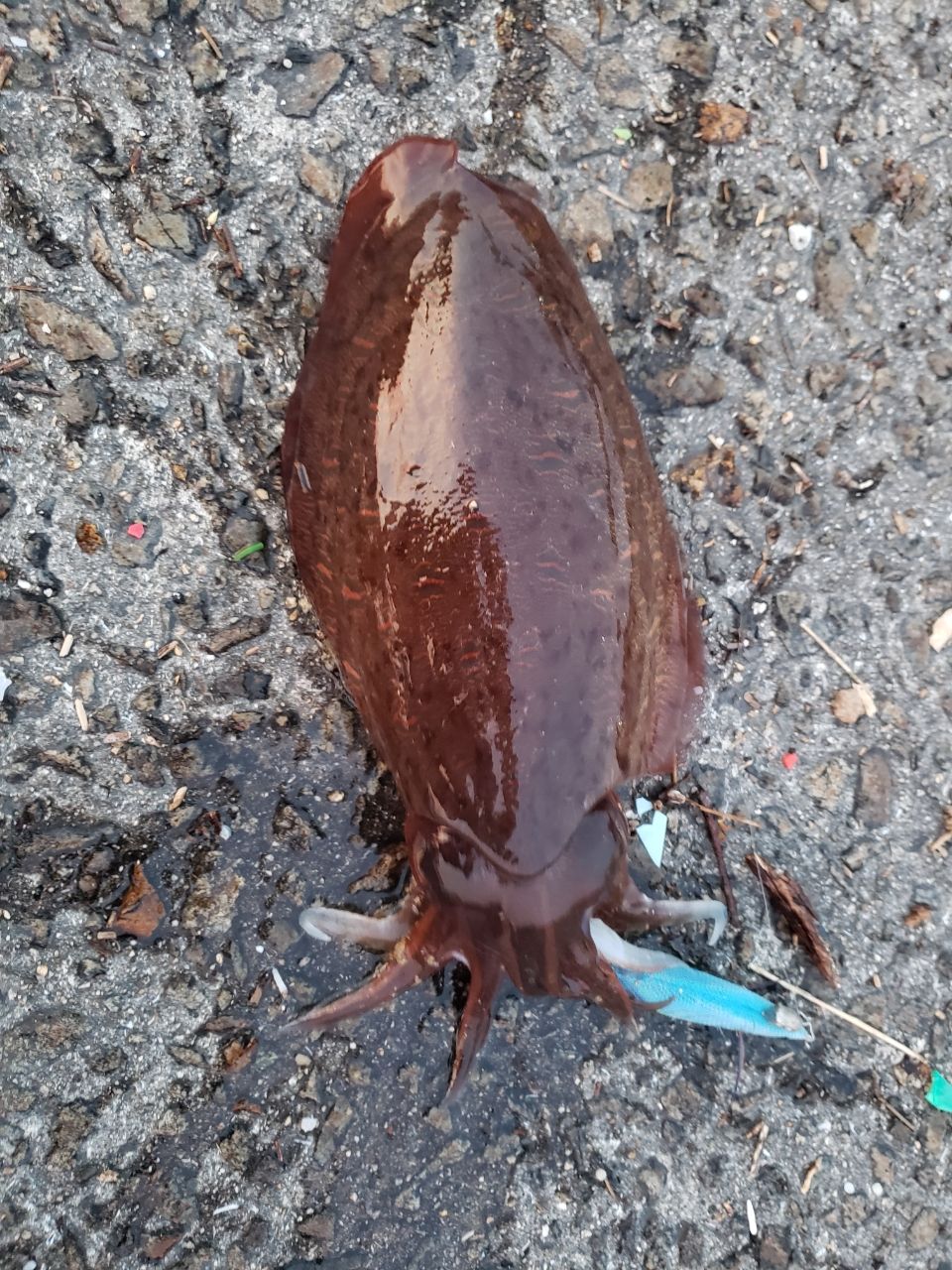 モンゴウイカの釣果写真