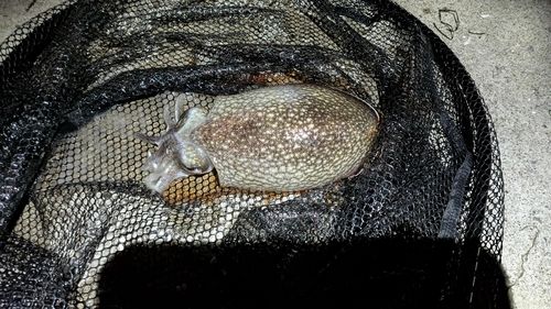 シリヤケイカの釣果