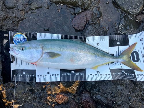 ハマチの釣果
