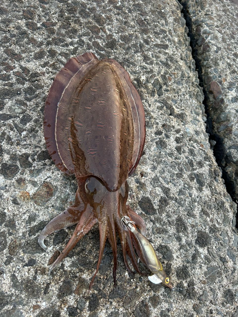 モンゴウイカの釣果写真
