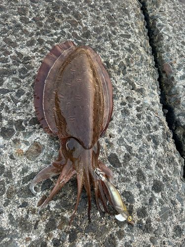 モンゴウイカの釣果