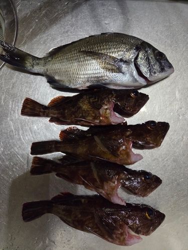 チヌの釣果
