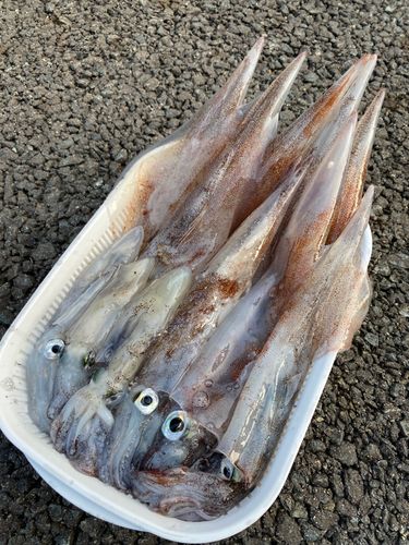 イカの釣果