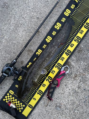 ナマズの釣果