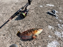 アカササノハベラの釣果