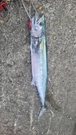 サワラの釣果