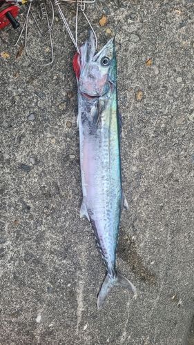 サワラの釣果
