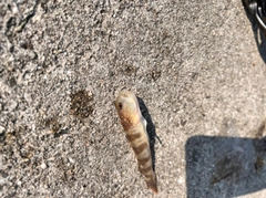 イトヒキハゼの釣果