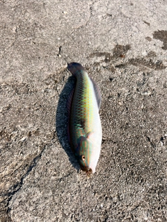 ギザミの釣果