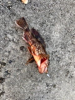 カサゴの釣果