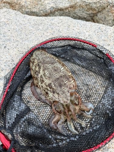 モンゴウイカの釣果