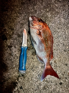 タイの釣果