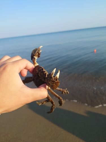 モクズガニの釣果