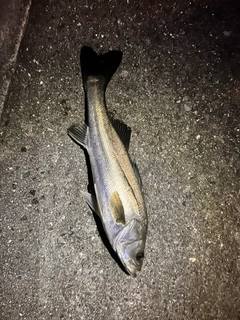 ハネ（マルスズキ）の釣果