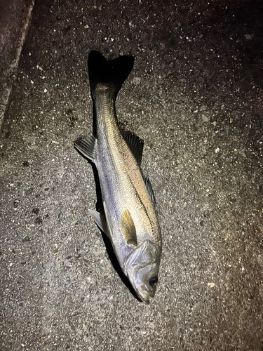 ハネ（マルスズキ）の釣果