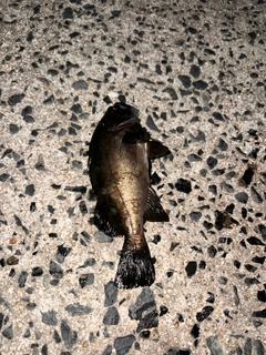 クロメバルの釣果