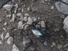 ブルーギルの釣果