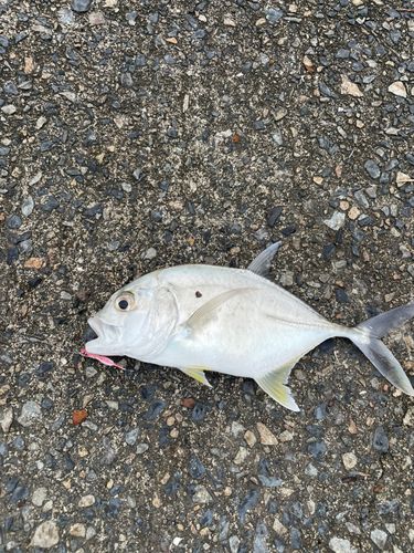 ロウニンアジの釣果