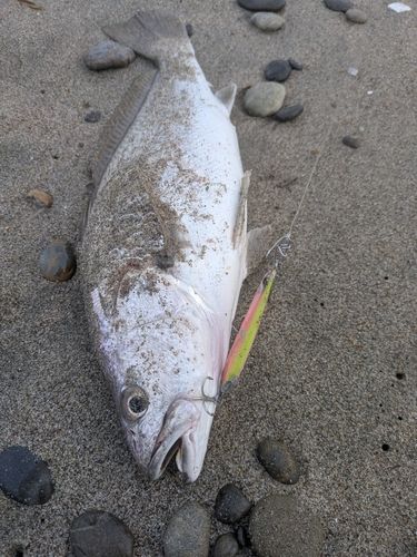 ニベの釣果