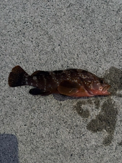 キジハタの釣果