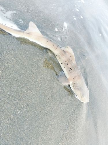 ドチザメの釣果