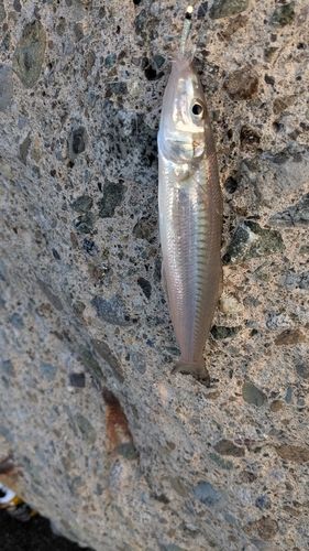 シロギスの釣果