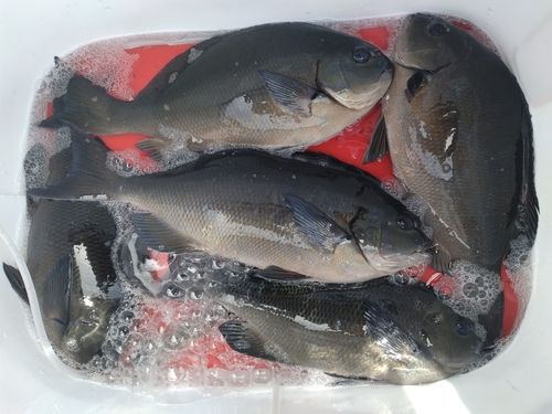 オナガグレの釣果
