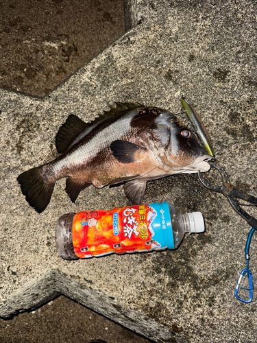 コショウダイの釣果