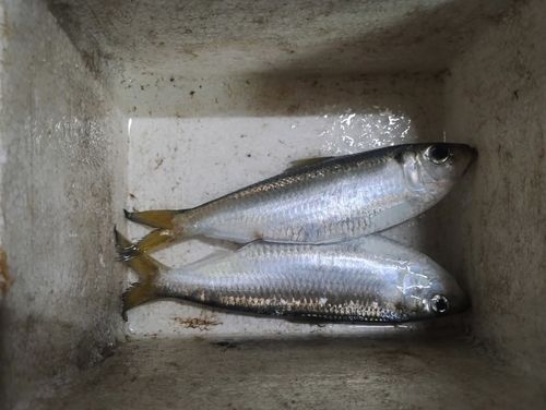 ママカリの釣果