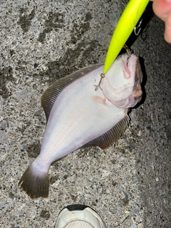 ヒラメの釣果